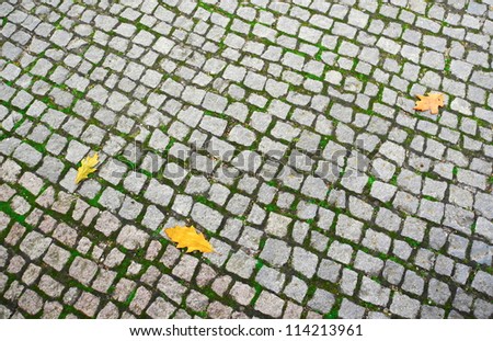 Stone tiles with three leaves fallen from tree in autumn day.