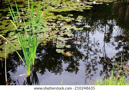 A small pond with water lilies and reflection of trees in water.
