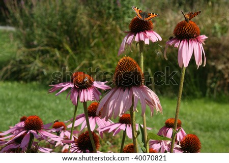 Echinacea - Cone-flower Closeup, found in a garden on a sunny summer day