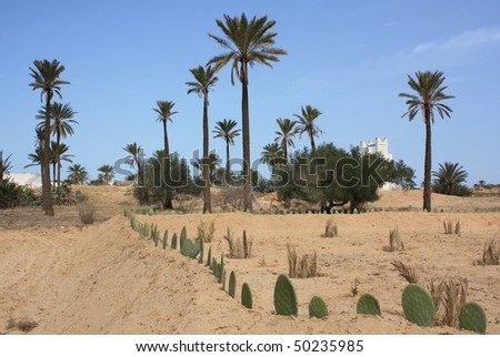 Cultivated land with palm trees and a white well in the background, found on Djerba/Tunisia/North Africa