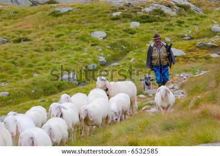 shepherd with his dog and sheeps