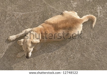 Top view of a light brown dog resting on the concrete