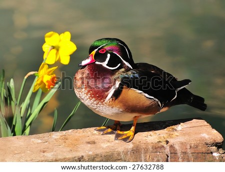 Wood duck (Aix sponsa) standing near two daffodils. It's great baked 