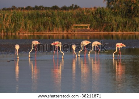 small flock of greater flamingos  (phoenicopterus roseus)eating at sunset, in a lagoon, with OOF reeds as background