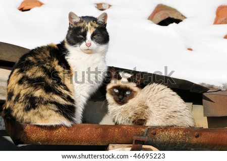 sleepy calico mother cat with her kitten resting in a roof-gutter, with snow