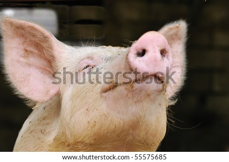 shallow DOF portrait of a young pig begging for a kiss (or food?) (focus on eye)
