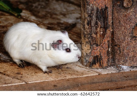 a female syrian hamsters