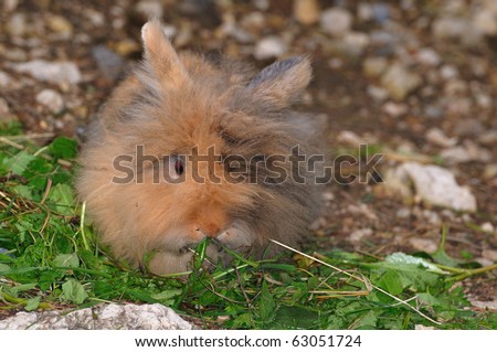 Angora Calico