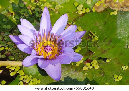 violet Nymphaea flower above water