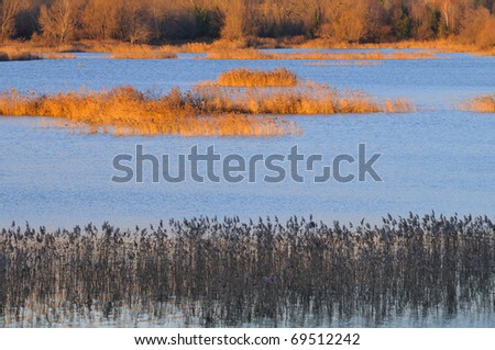 Winter dawn over the reeds in Torbiere del Sebino peat bog