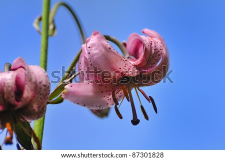 Shallow dof Martagon or Turk\'s cap lily (lilium martagon) against blue sky