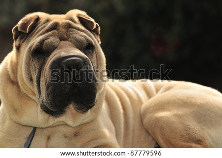 shallow dof portrait of sable horse-coat pure-bred Shar Pei dog, focus on muzzle