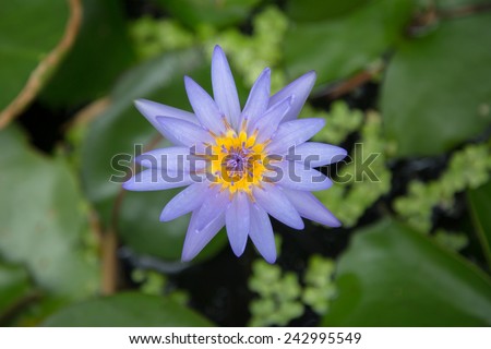 The Purple lotus flower with lotus leaf