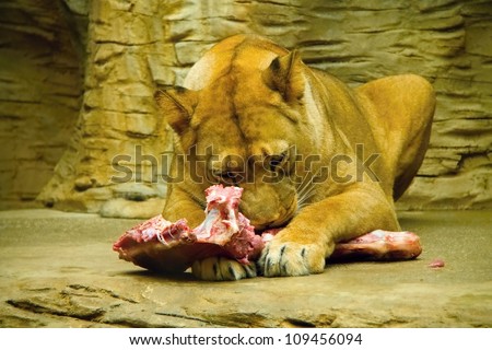 Lioness got meat