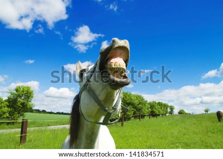 The horse baring teeth, close-up