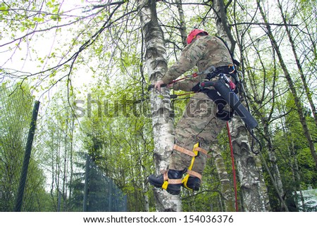 climber on tree felling