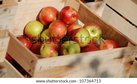 Apples freshly picked off tree in wooden crate