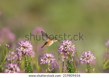A Rufous Hummingbird feeds in a field of Rocky Mountain Bee Plant (Cleome) wildlflowers in Arizona.