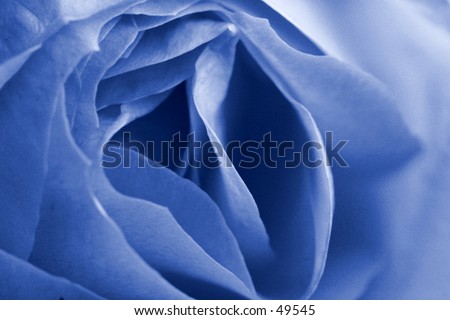 Blue Rose Detail Macro