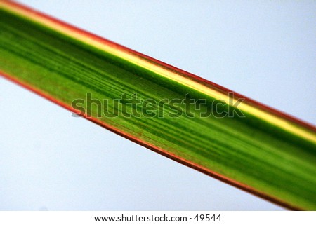 Long Colorful Plant Leaf