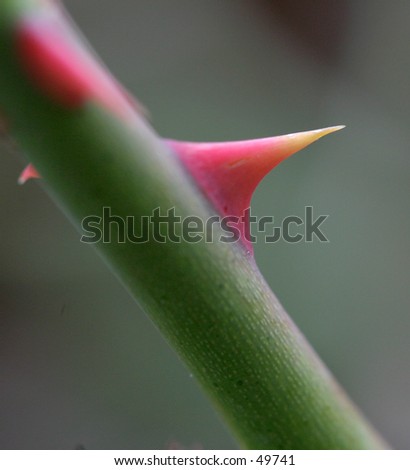 stock photo Colorful Rose Thorn