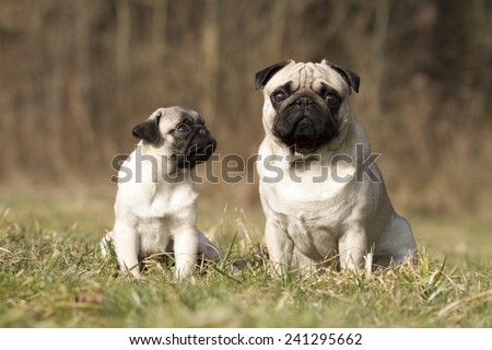pug dogs father and his son