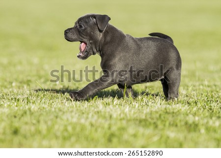 staffordshire bull terrier puppy