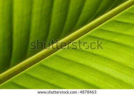 Green Leaf Structure close-up