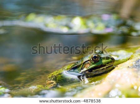 Common water frog or green frog in pond close-up - Focus on frogs eye - rest of it blur for background space