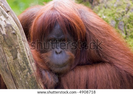Sumatran Orangutan close-up