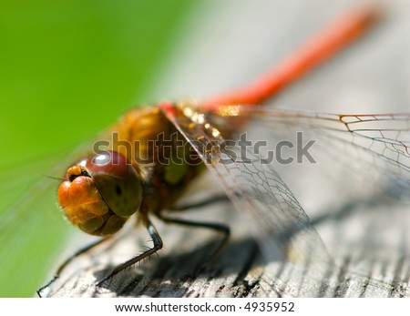 Red dragonfly head close-up focused on head background blur