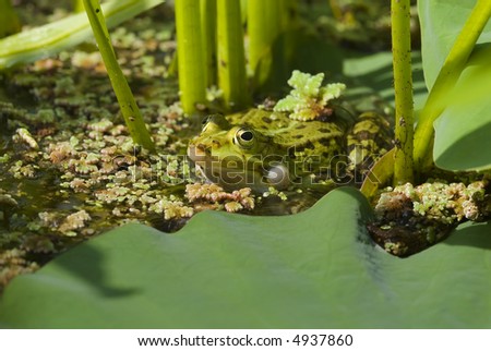 Common water frog or green frog in pond