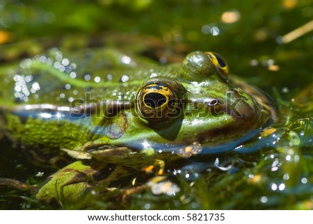 Common water frog or green frog in pond close-up