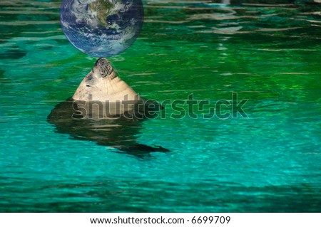 Sea lion taking a sunbath in green water and playing with globe