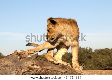 Lion cubs in the morning light in South Africa