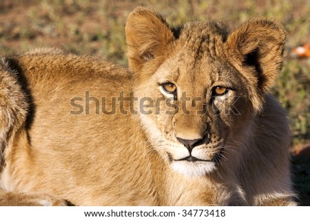 Lion cubs in the morning light in South Africa