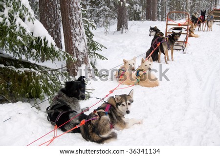 dogs from finland