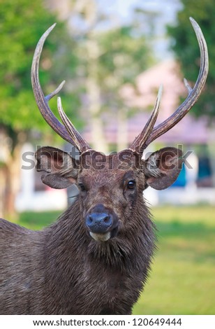 Deer face with beautiful horns