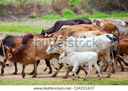 Group of cow walking on dusty road