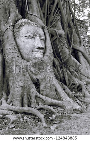 Sandstone Buddha cover by the tree root at Ayutthaya historical park Thailand