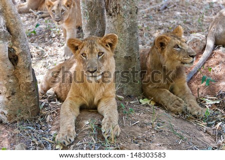 little Lion Cubs looking at something