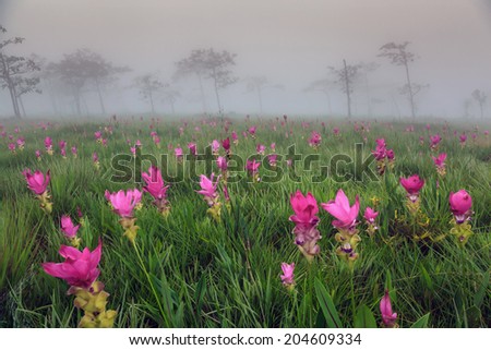 pink siam tulip garden in the mist