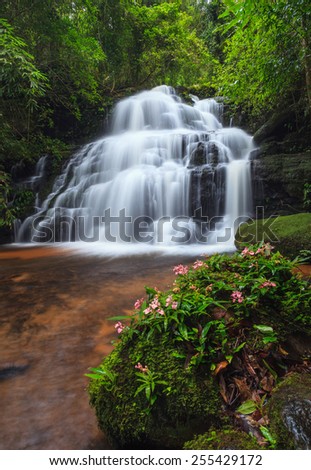 tropical waterfall in Deep forest with flower