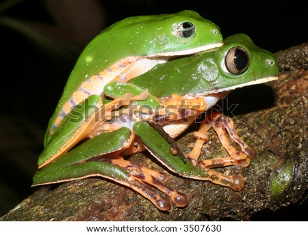 Monkey Frogs Phyllomedusa tomopterna in amplexus