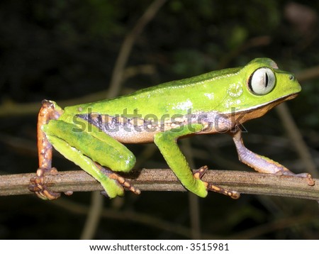Monkey Frog, Phyllomedusa vaillantii