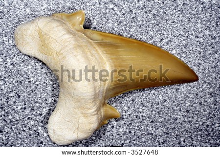 fossil shark tooth