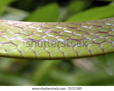 scales of vine snake Oxybelis sp.