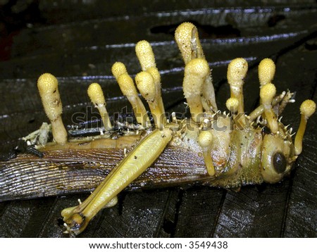 Parasitic Fungus