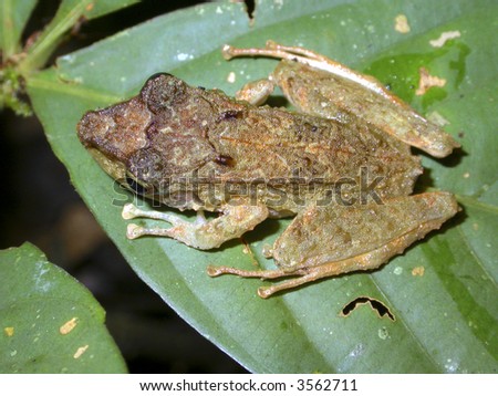 Stripe-throated rain frog (Eleutherodactylus lanthanites)