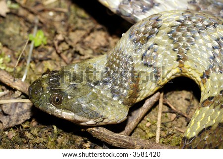 Banded South American water snake (Helicops angulatus)